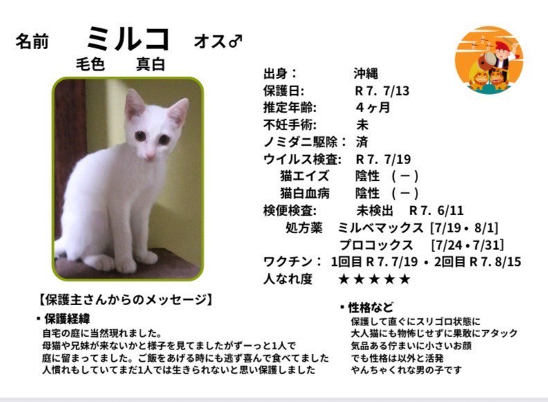 シロネコ★様確認用 しろいねこ 確認用 しろねこ様 しろねこ様 しろねこ様 〜専用〜 2025年