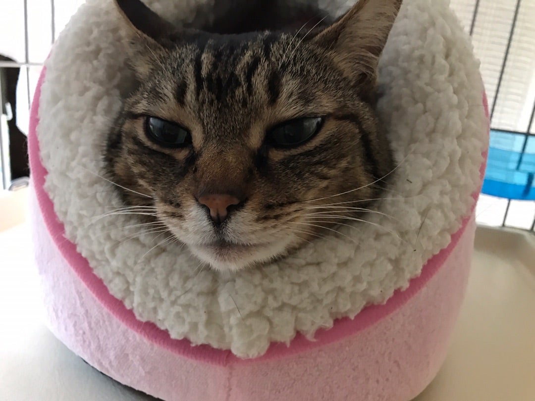 {CCB956E4-95A0-4E93-A5FF-9CC1DDF5314E}